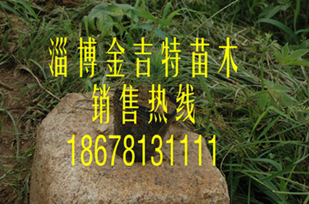(yng)10-20С