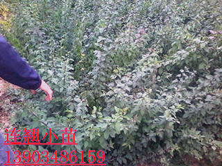 (yng)BN BNr(ji) BNDƬ BN