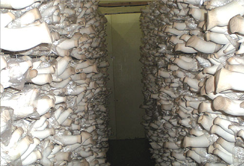 BTʳþNֲ{