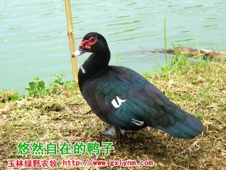 оGҰr(nng)޹˾