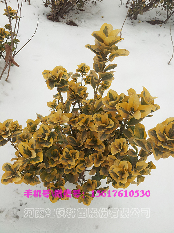 (yng)~S(yu)|(zh)u~S̓r