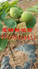 ҘN ںһ̖(ho)Ƥ (dng)Ҋ a(chn)ǧ