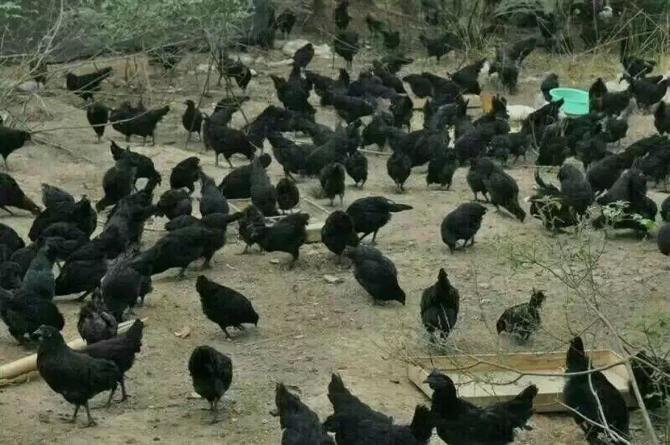 Gu u һGu Guu u