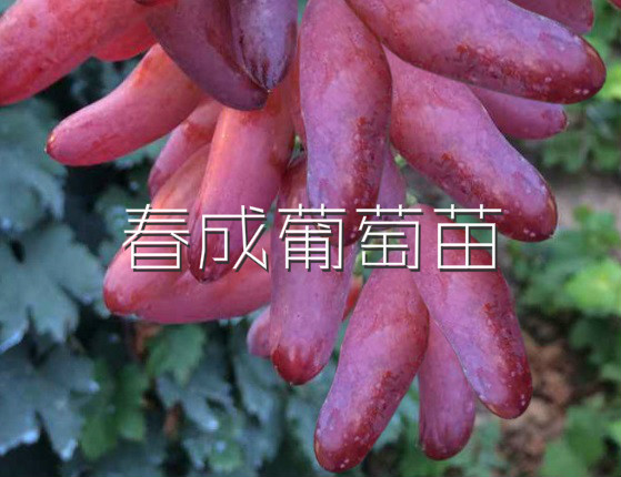 ƷN