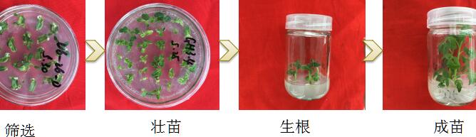 ֲD(zhun) ѹB(yng)g(sh) ѺYxB(yng)(w)