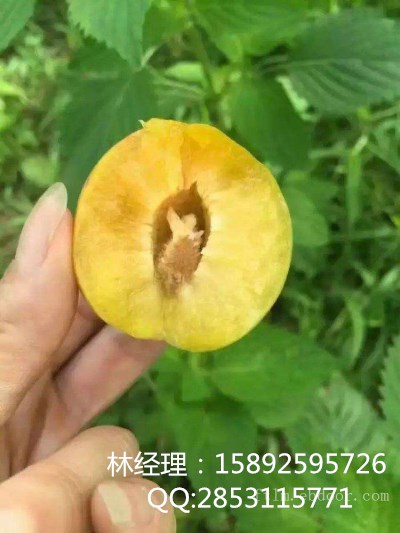 磬Lɳ猍Lɳ猍