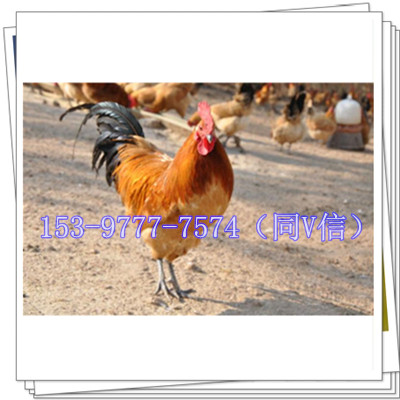 ul(f)عu