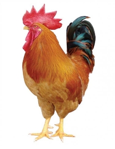 cur/c\ɷsell/tu