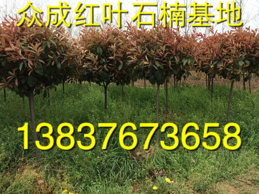 2ּt~ʯ   2քr   r(nng)ֱN1ֹ