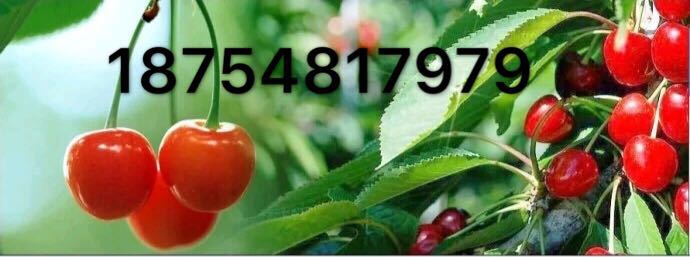 ِِ ׹tِr
