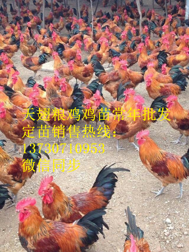 ĴY(yng)tul(f)W(wng)tuc(din)