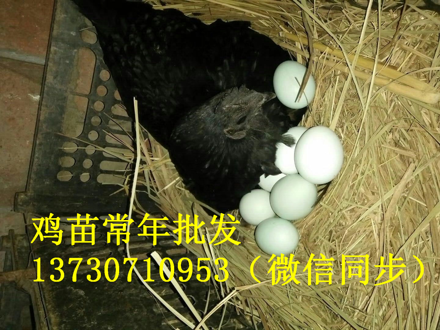 Ĵݵur(ji)X(qin)uB(yng)ֳg(sh)