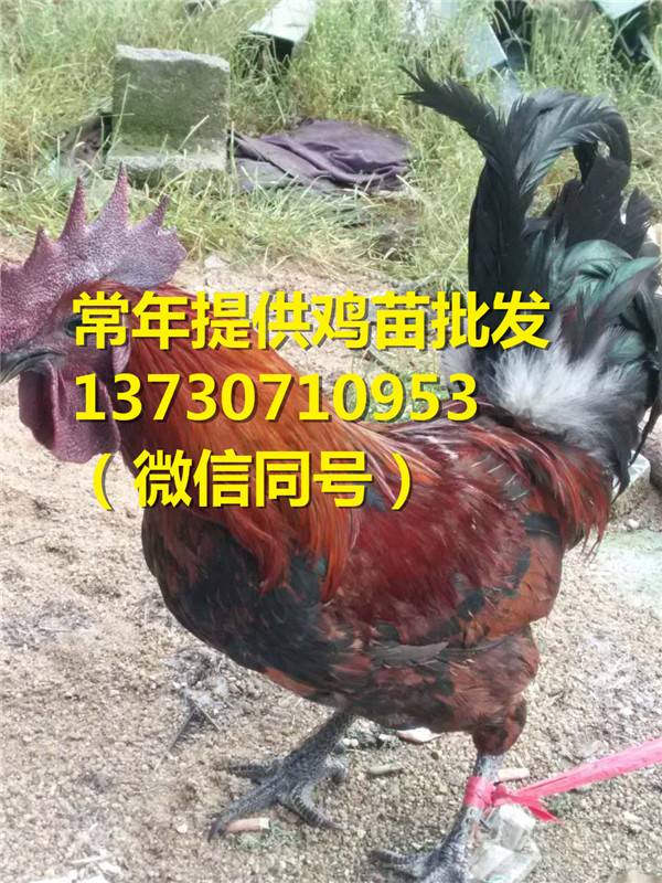 ĴeϪhƤѪëuB(yng)ֳǰƤѪëuăr(ji)