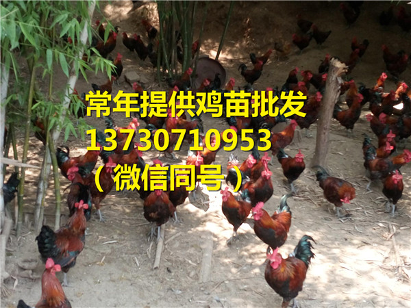 Ĵ(ni)Yпh_tu(bo)r(ji)_tu翂