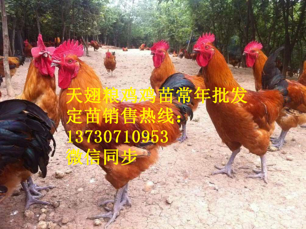 Ĵd(yng)}ͤh_ul(f)Ј(chng)_uƷN