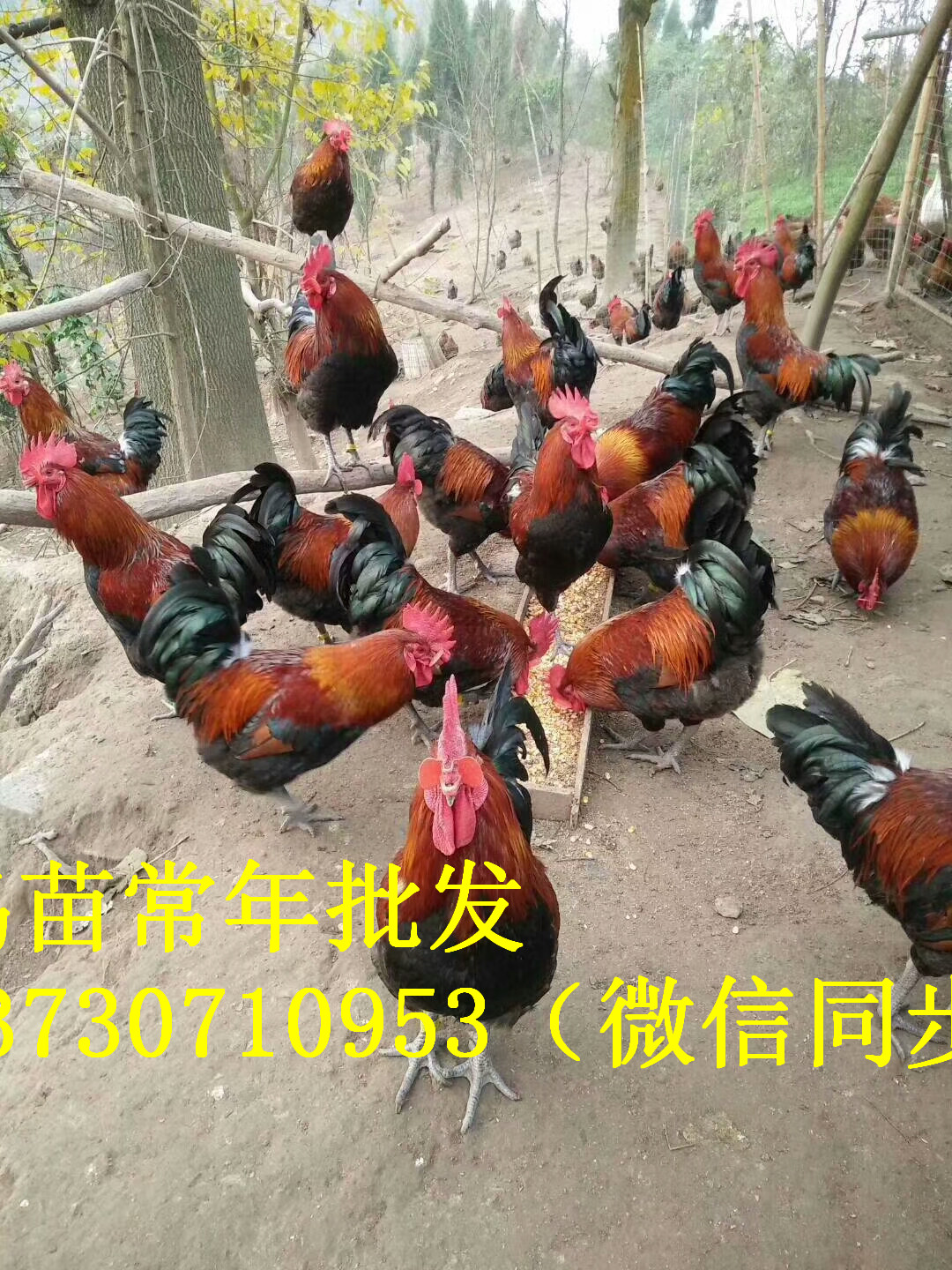 Ĵϳϲh_tuxُ(gu)_tur(ji)