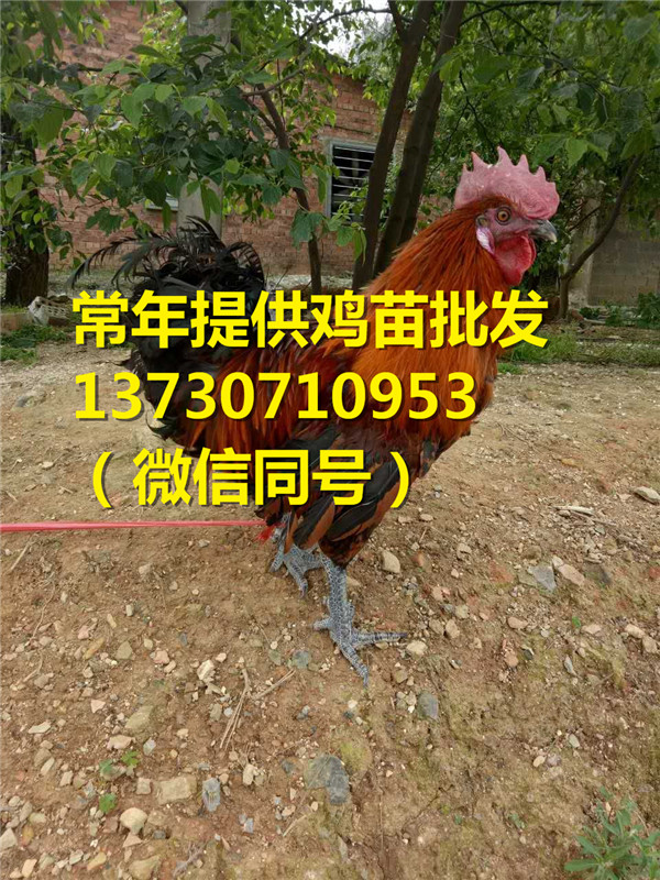 Ĵɶ׽^(q)uB(yng)ֳע(xing)ul(f)r(ji)
