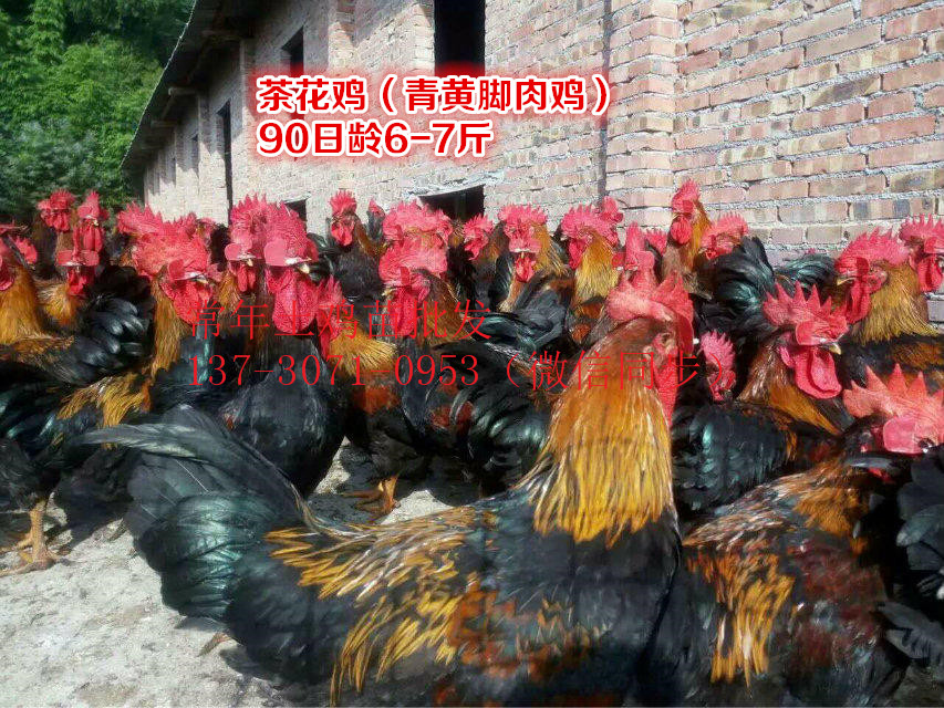 Ĵΰοh軨uB(yng)ֳǰ軨ul(f)r(ji)