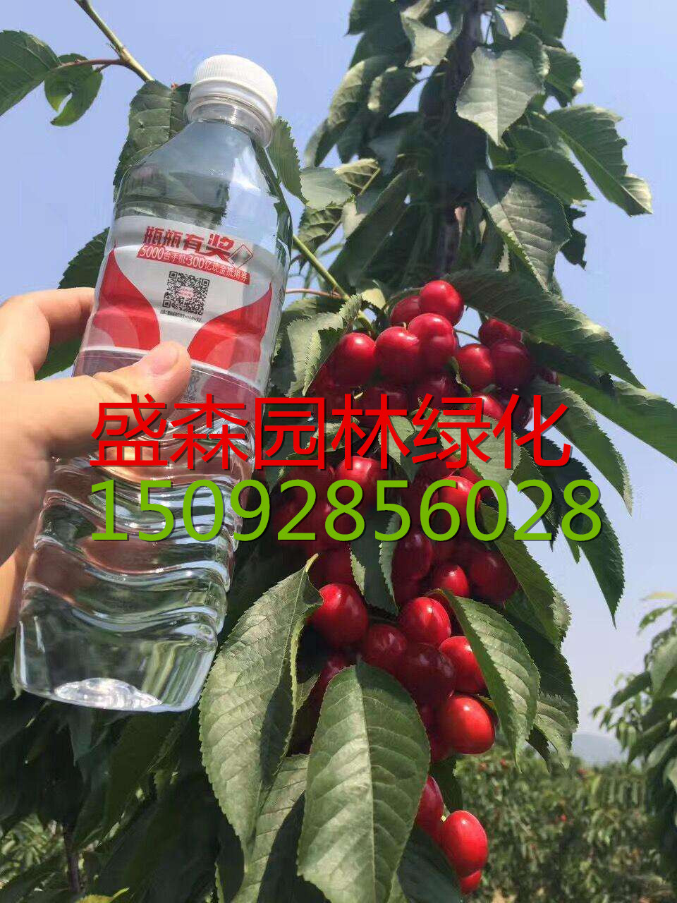 ľ