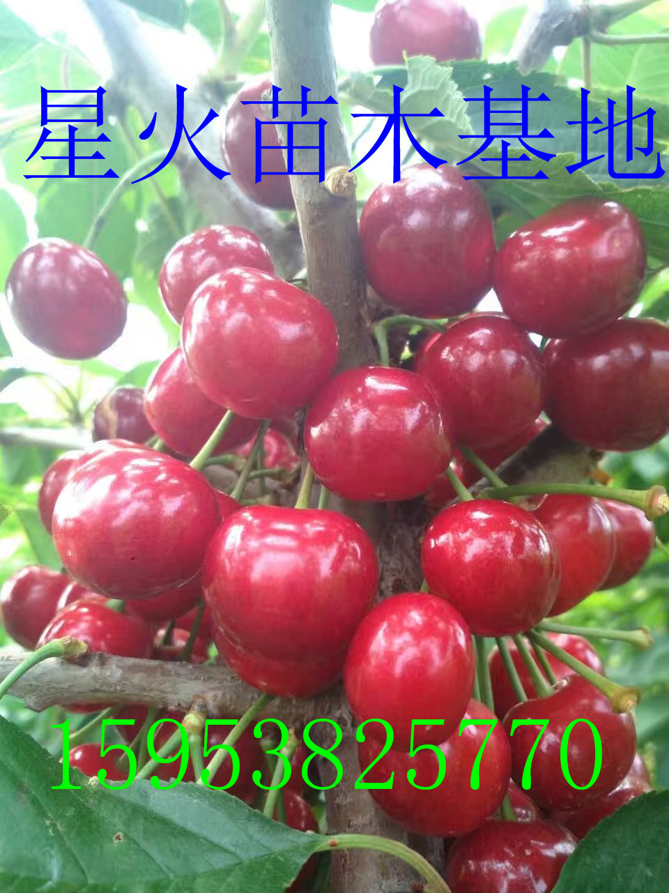 Xһ 2018(bo)r(ji)
