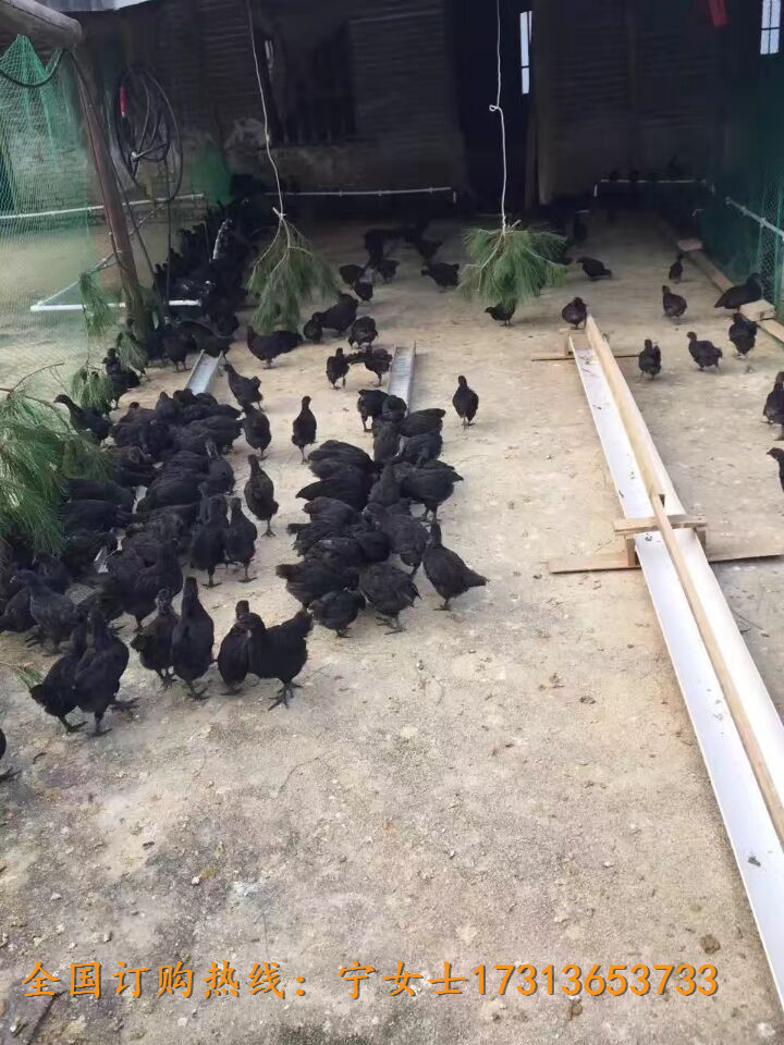 VԪھGărֵ