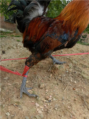 쌎hu
