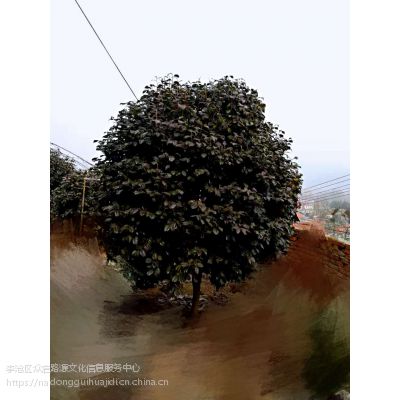 ͶNֲ