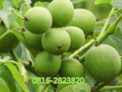  ޽Ӻ ҕl޽ԣˮNN