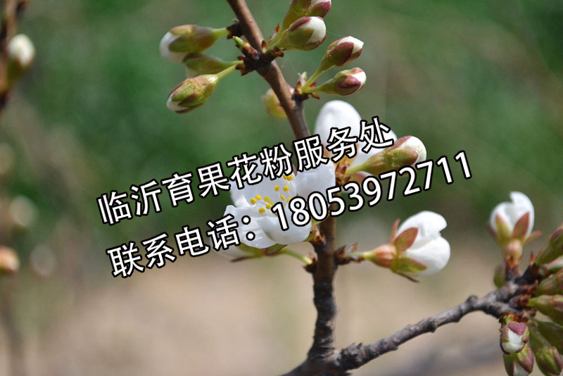 ](yu)Ә仨_dXӘڷۼg