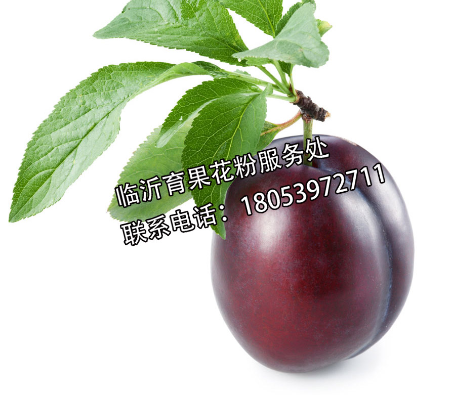 Rʃ(yu)ݵӘ仨u-ĳӘڷ