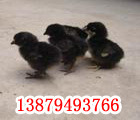 uGu硢ɢB(yng)xGɢB(yng)u