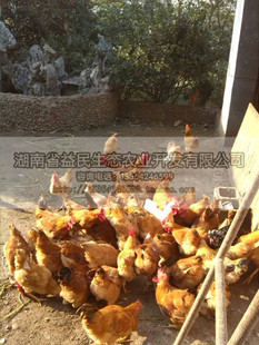 ıul(f) l(f)u硢Z L(zhng)؛