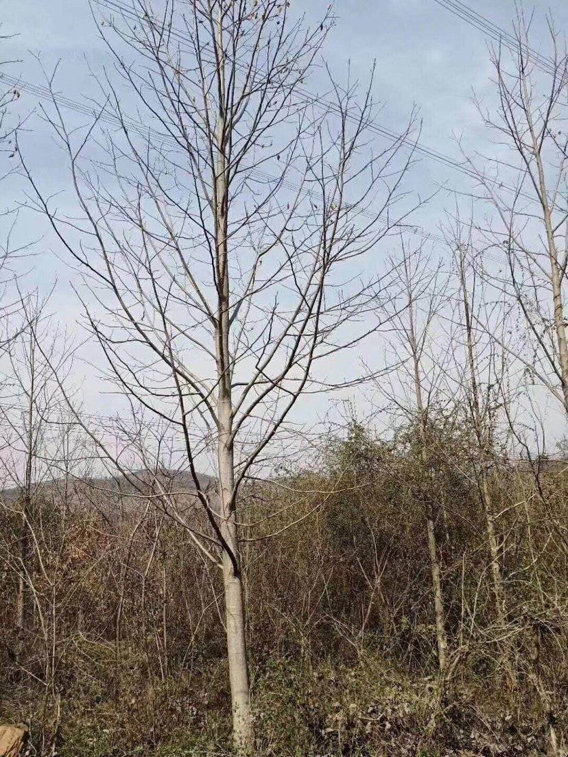 RľRľС籱Z鱘phͥԺGľ