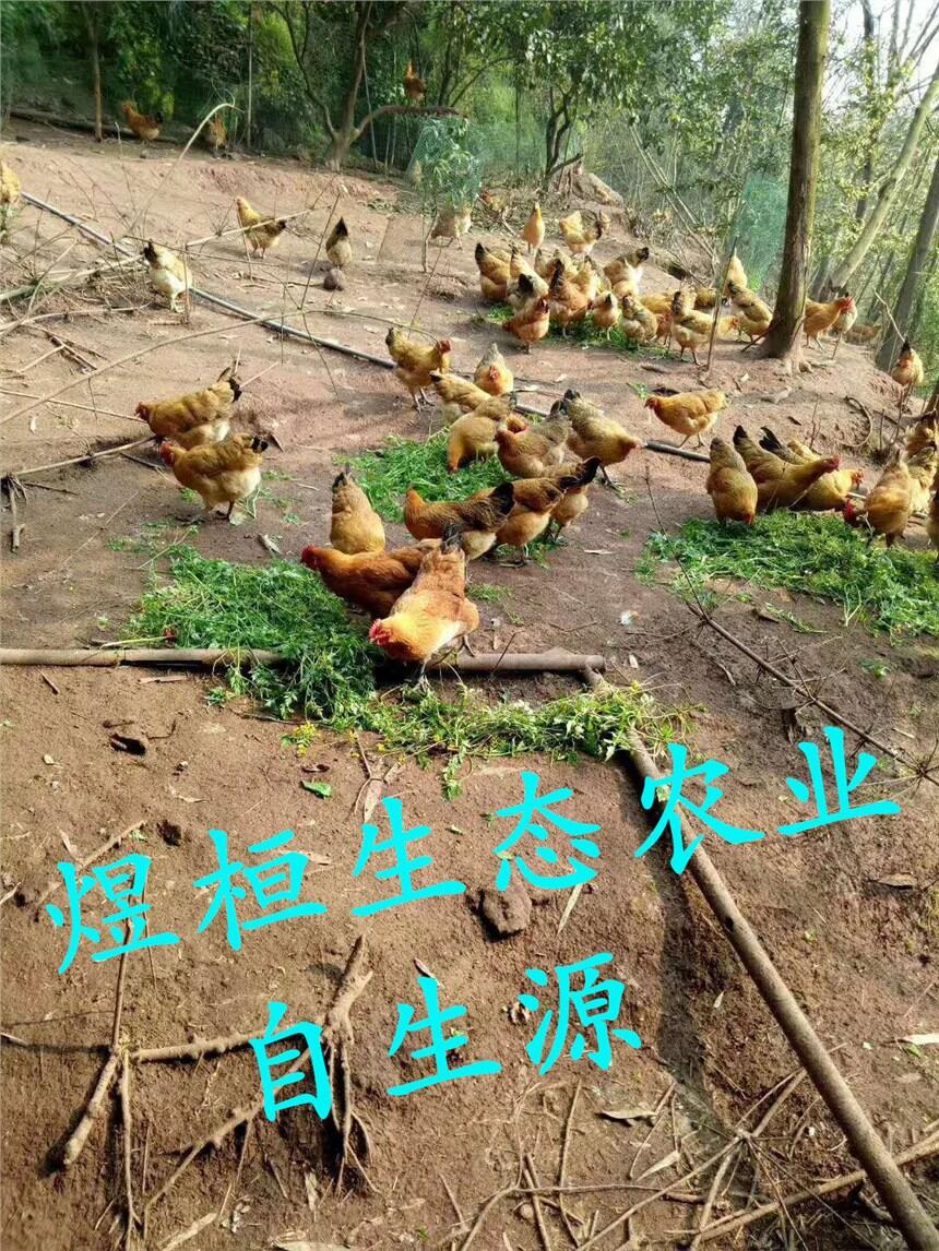 ȫ깩(yng)_(d)݃(yu)|(zh)u磬ă(yu)Ʒ|(zh)C