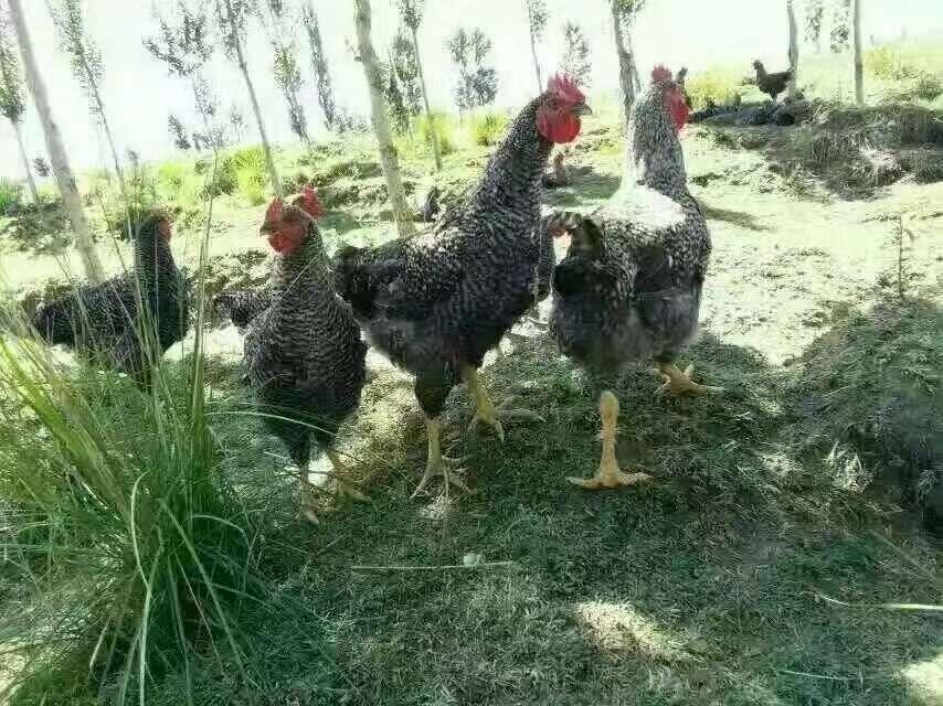 ĴNJul(f)S ɶu繩(yng) d(yng)ur(ji)