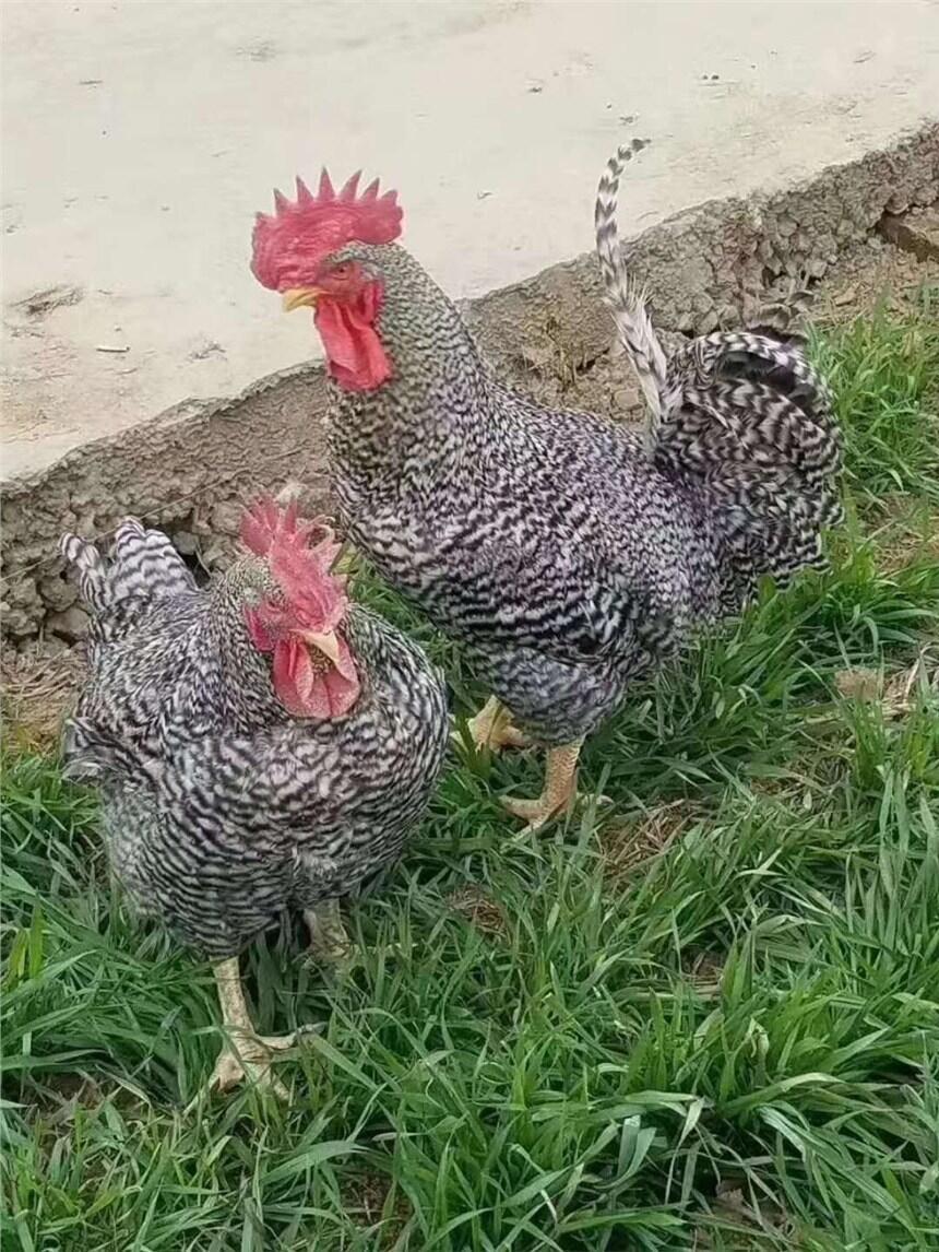 CJul(f) ŽSu繩(yng) ƽ?jng)Pur(ji)