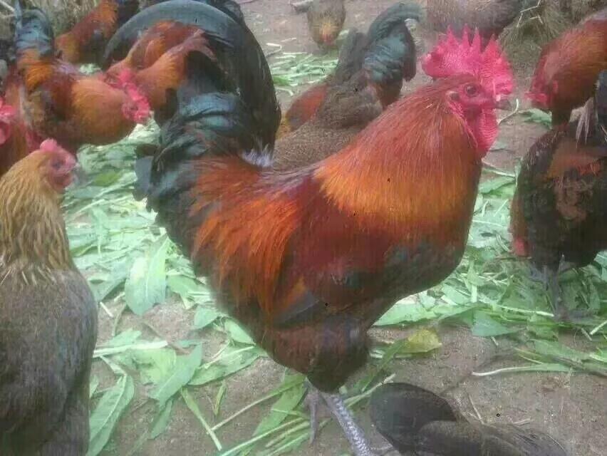 VԪul(f)Ј(chng) ϳŽtur(ji) u繩(yng) Vu