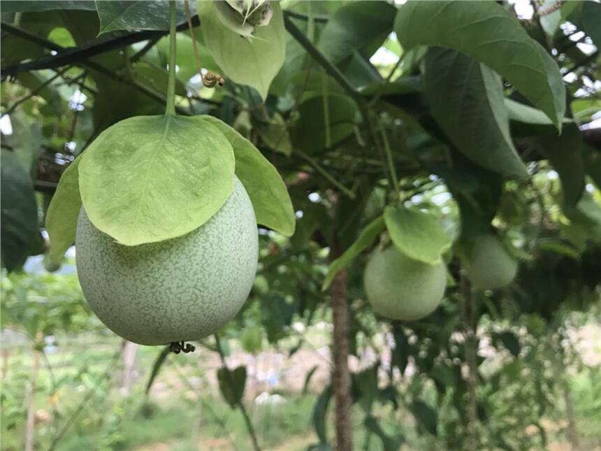 GƤGƤB