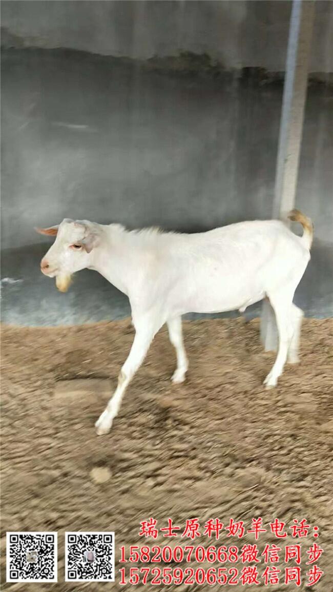 ں_ɽr