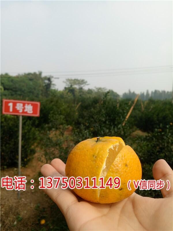 V2018(hu)÷ƤX(qin)һ%(j)W(wng)