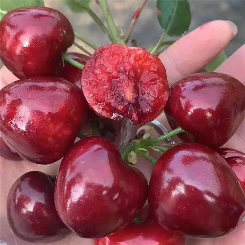 ܇?yn)әҘ?sh)l(f) 1׸܇?yn)әr(ji)