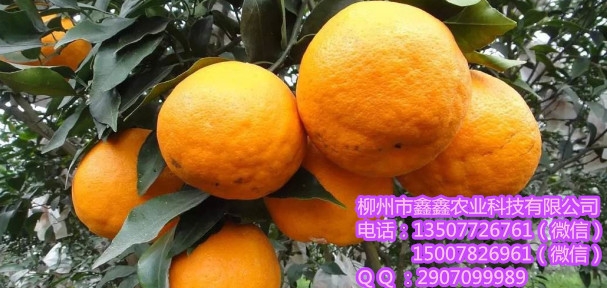 ϴŸ2̖r