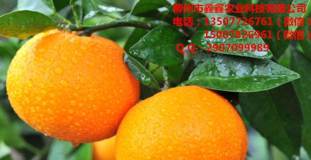 ꖠIB(yng)
